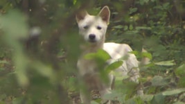 [사회][뉴스라이더] 전국 들개 습격 주의보...대책은? | YTN [뉴스라이더] 전국 들개 습격 주의보...대책은?