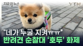 [지금이뉴스]작지만 용감한 포메라니안...SNS 난리난 반려견 순찰대 호두 | YTN 작지만 용감한 포메라니안...SNS 난리난 반려견 순찰대... 