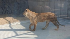 [사회]김해 부경동물원 호랑이·사자, 새집 찾았다...남은 건 라쿤 6마리 | YTN 김해 부경동물원 호랑이·사자, 새집 찾았다...남은 건 라쿤 6마리