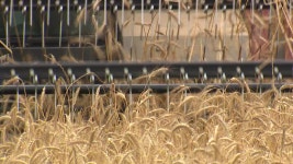 [전국]축산 사육 증가 대책...새만금서 조사료 종자 생산 | YTN 축산 사육 증가 대책...새만금서 조사료 종자 생산