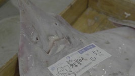 [전국]이제는 홍어 하면 군산...위판량 전국의 45%로 1위 | YTN 이제는 홍어 하면 군산...위판량 전국의 45%로 1위