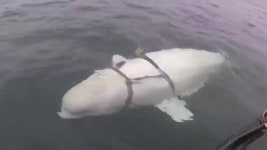 [국제][나우쇼츠] 두 얼굴의 돌고래...사인은 총상? | YTN [나우쇼츠] 두 얼굴의 돌고래...사인은 총상?