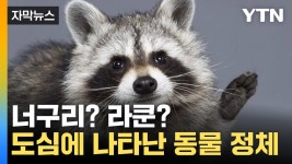 [자막뉴스] 네가 왜 거기서 나와 도심에 나타난 너구리...이럴 땐 이렇게 | YTN [자막뉴스] 네가 왜 거기서 나와 도심에 나타난 너구리...이럴 땐... 