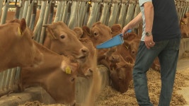 [전국]사료비 15% 절감...신기술로 축산 농가 부담↓ | YTN 사료비 15% 절감...신기술로 축산 농가 부담↓