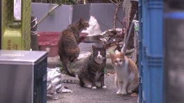 [사회][단독] 길고양이 물어 죽이는데 방관?...경찰 견주 조사할 것 | YTN [단독] 길고양이 물어 죽이는데 방관?...경찰 견주 조사할 것