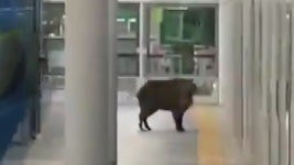 [사회]양산 지하철역 100kg 멧돼지 난동...1명 팔 물려 | YTN 양산 지하철역 100kg 멧돼지 난동...1명 팔 물려