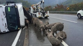 [사회]돼지 실은 화물차 전복...30마리 쏟아지며 아수라장 | YTN 돼지 실은 화물차 전복...30마리 쏟아지며 아수라장