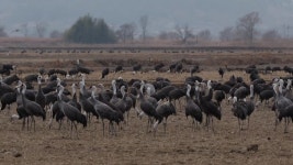 [전국]국제 두루미재단, 흑두루미 월동지 전남 순천만 방문 | YTN 국제 두루미재단, 흑두루미 월동지 전남 순천만 방문