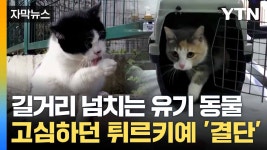 [자막뉴스] 멍냥이 천국 튀르키예... 오싹한 전망에 조치 나섰다 | YTN [자막뉴스] 멍냥이 천국 튀르키예... 오싹한 전망에 조치 나섰다