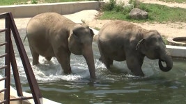 [전국]코끼리는 입수, 하마는 수박...동물들의 ‘한여름 보양식 | YTN 코끼리는 입수, 하마는 수박...동물들의 ‘한여름 보양식