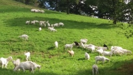 [전국][전북] 진안 산양·한우 농장, 방목생태 축산농장 선정 | YTN [전북] 진안 산양·한우 농장, 방목생태 축산농장 선정