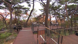 [사회]누구나 편하게 즐기는 오색단풍...남산 하늘숲길로 | YTN 누구나 편하게 즐기는 오색단풍...남산 하늘숲길로