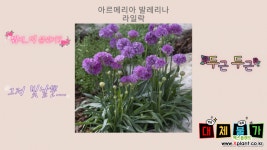 아르메리아 라일락 야생화 다년생 꽃 모종 식물 노지월동 : 야생화 - 엑스플랜트