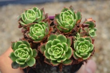 @@~샤론다육농장 살짝업데이트 했습니다. 상점 뉴스