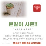 다육이 초보자 분들 필독!! 다육이 가을 관리방법 다육식물 키우기