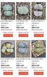 한바우 리톱스 경매 진행 중 입니다 상점 뉴스