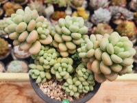 【강남다육】 업뎃 완료! (^ ω^)♥ 싱싱한 6/2일 업데이트 상점 뉴스 【강남다육】 업뎃 완료! (^ ω^)♥  싱싱한 6/2일 업데이트 상점 뉴스