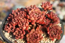 샤론다육농장 팔로우회원 할인 전 스토어 이벤트