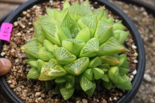 @@ 샤론다육농장 묵은둥이 업데이트 상점 뉴스