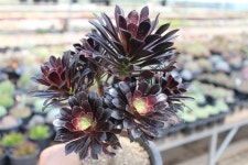 @@ 샤론다육농장 업데이트 ^^ 상점 뉴스