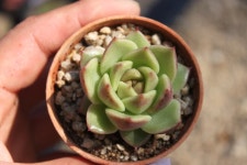 @@ 샤론다육농장 소품 묵은둥이 업데이트 할인행사중 상점 뉴스