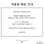 온정농원 만냥금 풍성한수형 공기정화식물 29cm : 공기정화식물 - 엑스플랜트