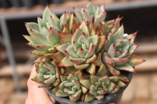 @@ 샤론다육농장 묵은둥이 업데이트 상점 뉴스