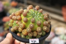 @@ 샤론다육농장 묵은둥이 업데이트 상점 뉴스