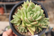 @@ 샤론다육농장 중대품 묵은둥이 업데이트 상점 뉴스