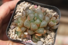 @@ 샤론다육농장 묵은둥이 업데이트 상점 뉴스