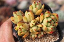 @@ 샤론다육농장 묵은둥이 업데이트 상점 뉴스