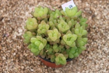 @@ 샤론다육농장 중품 묵은둥이 목대 업데이트 상점 뉴스