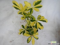 무늬 홍콩 [칼라라보기도예뿌고 집정화도되고 ] : 공기정화식물 - 엑스플랜트