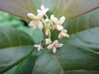 계화나무-깊은향기자스민 : 야생화 - 엑스플랜트