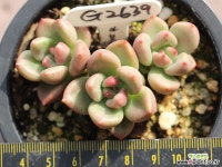 아보카도크림 자연군생 G2639 - 엑스플랜트