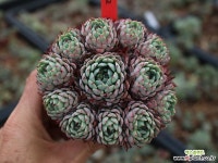 미니마교배 b11-2 Echeveria minima hybrid : 다육식물 - 엑스플랜트