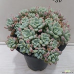 라울-30 : 다육철화 - 엑스플랜트