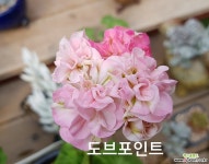 도브포인트+송소담(제라늄) : 공기정화식물 - 엑스플랜트
