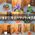 [단품할인]황금자작나무(왜성종) : 야생화 - 엑스플랜트