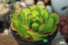 포천바위솔 : 바위솔 - 엑스플랜트