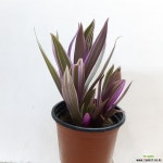 부자란 : 공기정화식물 - 엑스플랜트