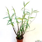 죽도석곡 : 석곡 - 엑스플랜트