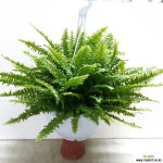 보스톤 고사리 : 넝쿨류 - 엑스플랜트