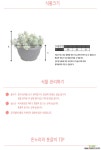 라울/공기정화식물/다육식물/온누리 꽃농원 : 공기정화식물 - 엑스플랜트