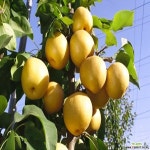 배나무 묘목 (신고배) 접목1년특묘,같이가치농원 : 과일/열매 나무 묘목 - 엑스플랜트