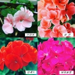 제라늄(핀토)5개 묶음 (10cm칼라포트)농장재배농장직송 : 공기정화식물 - 엑스플랜트