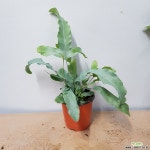 블루스타고사리 : 공기정화식물 - 엑스플랜트