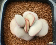 삼구농원 - 엑스플랜트