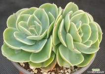 에스메랄다 - 엑스플랜트