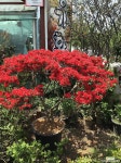 영산홍 베니 : 야생화 - 엑스플랜트